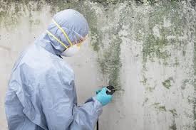 Reliable Coalville, UT Mold Removal Services Solutions